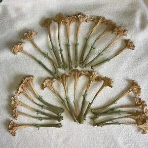 Datura Inoxia Flowers 25 Dried Moonflower Thornapple 2023 Floral Craft Organic