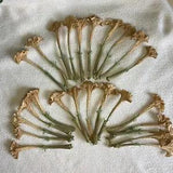 Datura Inoxia Flowers 25 Dried Moonflower Thornapple 2023 Floral Craft Organic