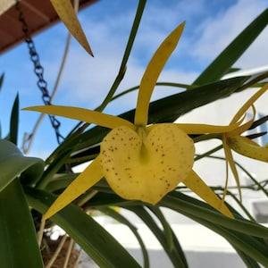 Brassavola Orchid "yellow bird" Bloom Size live plant