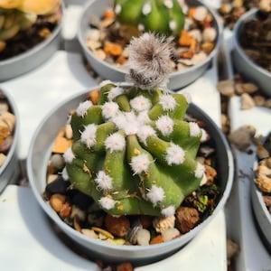 Echinopsis subdenudata cactus in pot