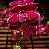 Beautiful Joy Orchid