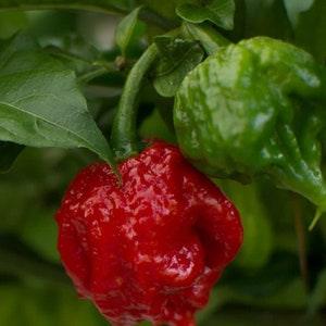 10+ Caroline Reaper Pepper seeds-Non GMO-in the World-Z006-Capsicum Chinense-Hottest Peeper in the World!
