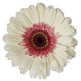 Flowers by Candlelight Flower Delivery