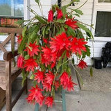 Epiphyllum coral Geisha Orchid Cactus for amazing beautiful hanging baskets   - 1 fresh cutting 10-15 cm long