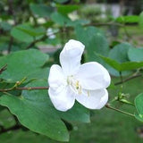 50 Bauhinia alba Seeds, White orchid tree Seeds, White Orchid Tree Seed