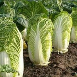 50+ Seeds-China Express Cabbage Seeds-SUI CHOI-Z100- Brassica Campestris