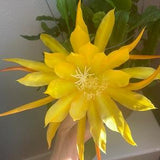 1 cutting/ leaf/ stem king??s Ransom Epiphyllum Orchid Cactus 6-8???