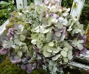 12 Dried Hydrangea Flowers Lt. Green, Cream + Purple Burgundy  Wedding Farmhouse