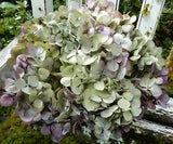 12 Dried Hydrangea Flowers Lt. Green, Cream + Purple Burgundy  Wedding Farmhouse