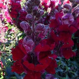 BLACK PRINCE Snapdragon Red Leaves & Flowers! Snap Dragon Antirrhinum 30 Seeds