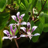 10  Bauhinia yunnanensis Seeds, Chinese orchid tree Seeds, Yunnan Bauhinia Seeds,