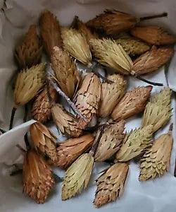 25 Natural Dried Tulips Flowers Seeds Seedpods Wreath Fall Craft Cottage Decor