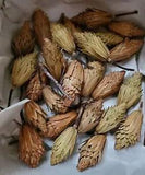 25 Natural Dried Tulips Flowers Seeds Seedpods Wreath Fall Craft Cottage Decor