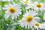 ??????? ?????? ??????????????????????: 10 ???????????????????? ???????? ?????? ????????????????!  | Douleutaras Flower Delivery