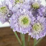 Lavender Blush Scabiosa Flower - 50 Stems Flower Delivery