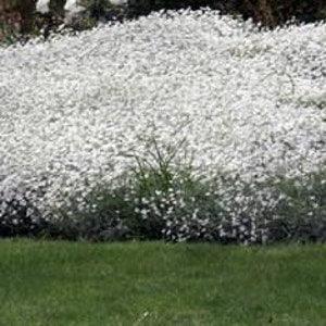 200+  Snow In Summer Flower Seeds- CERASTIUM TOMENTOSUM- Easy to Grow -Drought tolerant-B377
