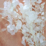 Lunaria, Dried Lunaria , Silver Dollar, Dried Flowers, Home Decor, Wedding Flowers, Wedding bouquets, money plant, Gift