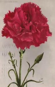 C1910 Red Carnations Art Nouveau Green Bud Bloom Spring Color Antique Postcard