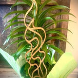 Indoor boho plant trellis-flame shapes available in 12 finishes and 3 sizes;