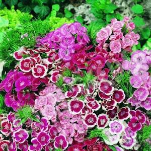 Sweet Williams Mix colours 100 seeds. Perennials.
