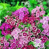 Sweet Williams Mix colours 100 seeds. Perennials.