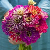 25 Meteor Shower Zinnia Seed Mix / Zinnia Elegans / Cut Flower /Bouquet Flowers /Wedding Flowers / English Garden / Wildflowers / Cottage