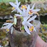 Pleione Maculata Orchid
