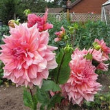 231 Seeds 10 Dahlia Seeds Giant Dahlia Dahlia Seeds Seeds Flower Seeds