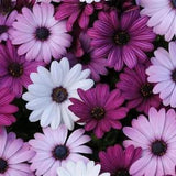 Osteospermum Seeds 15 Seeds African Daisy Osteospermum Akila Mix
