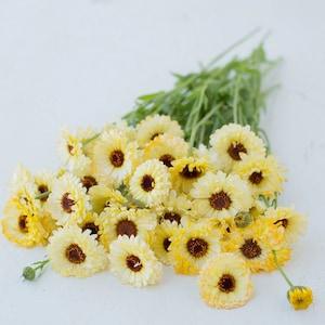 20 Seeds Double Ivory Princess Calendula