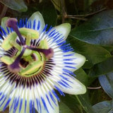 10 Passion Flower Seeds, Passion Flower, Blue Violet Flower, Passiflora, Climbing Plant
