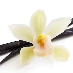 Vainilla Orchid (Vanilla planifolia) live plant vine 100% Natural live plant