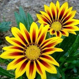 Treasure Flower Yellow Orange Flowers 0.4g - 100 Seeds - Gazania Splendens NON GMO