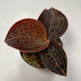 Golden Jewel Orchid (Anoectochilus chapaensis)