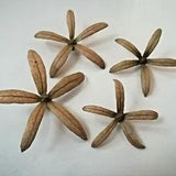 120Pcs 5Petal 3D Ceylon Garden Organic Pressed Flowers Home D???cor Fancy Art New