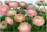 Komar Wall Mural Made In Germany 12??9??? X 8??10??? - Ranunculus Flower Pastel Spring