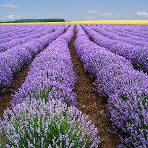 50+ English lavender Flower Seeds / Lavandula Angustifolia Vera / Perennial/ Flower / True Lavender / English Garden / Cottage Garden(G4)