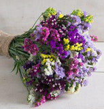 Statice Seeds | 100% Guaranteed | Johnny's Selected Seeds Flower Delivery