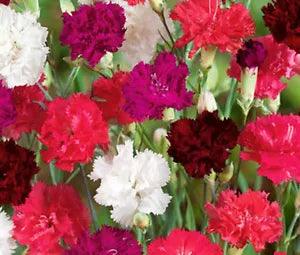 CARNATION MIXED COLORS Dianthus Caryophyllus - 200 Bulk Seeds