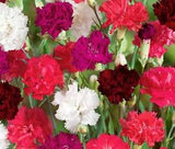 CARNATION MIXED COLORS Dianthus Caryophyllus - 200 Bulk Seeds