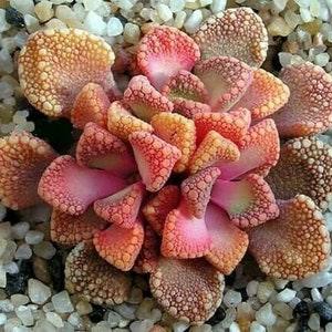 Jewel Plant - Titanopsis hugo-schlechteri - Rare Succulent Species