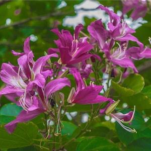 Purple Butterfly Orchid Tree 5 Seeds