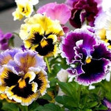 Pansy Rococo Pansies Flowers Blend 0.2g - 70 Seeds - Viola Wittrockiana NON GMO
