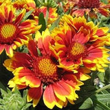 100 Seeds- Gaillardia Aristata Mix Flower Seeds-Carefree and Drought Tolerant Perennial- Mix Blanket Flower-Indian Blanket-Firewheel--pv516