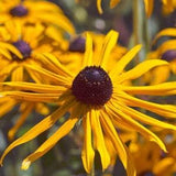 Black Eyed Susan Seeds, Rudbeckia Seeds, Perennial Flower Seeds