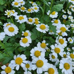 Feverfew seeds 2022