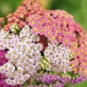 50+ Pastel shades Yarrow Mix Flower Seeds / Achillea millefolium Seeds /  Flower Seeds (G25)