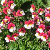 50 RED & WHITE NEMESIA Strumosa Danish Flag Fragrant Bicolor Flower Seeds * Flat Shipping