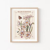 Narcissus Wall Art Print, December Birth Flower Illustration Print