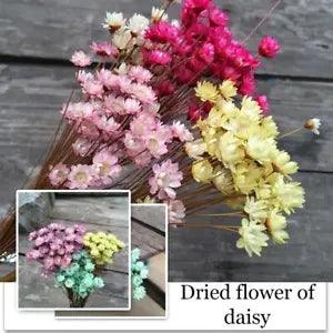 Bunch Dried Daisy White Flowers Mini Daisies Floral Bouquet Wedding A7D9 T0T5
